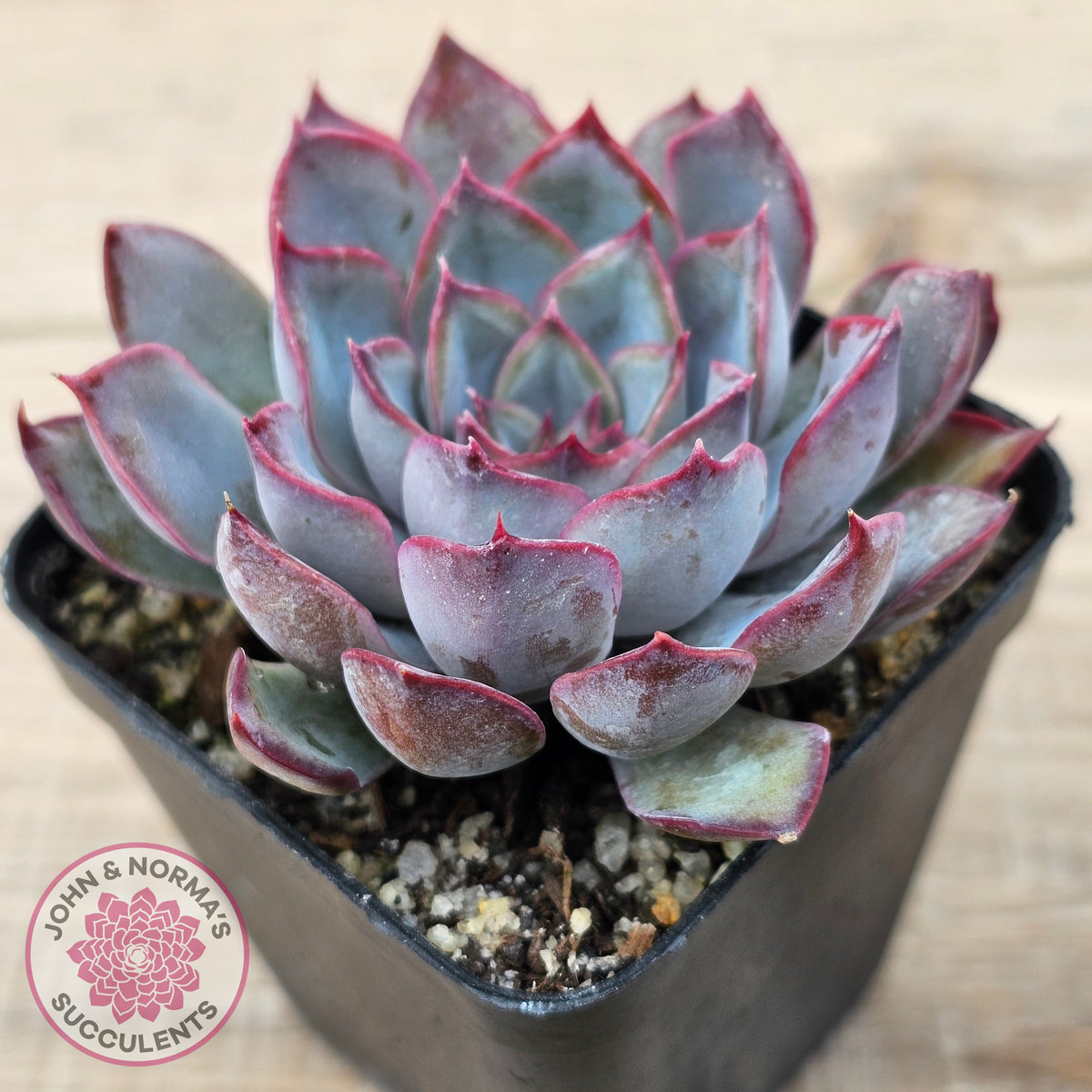 Echeveria 'Dark Ice'