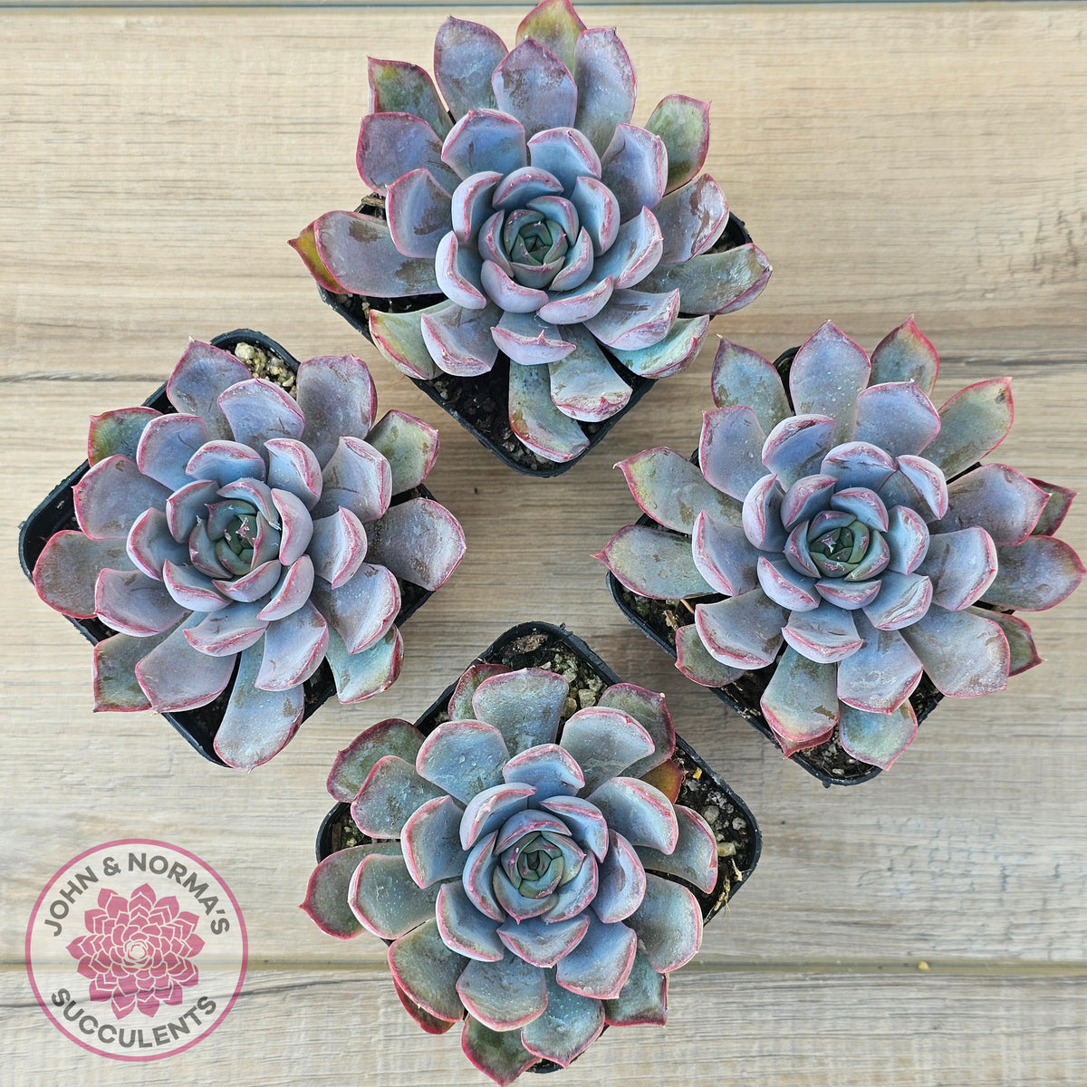 Echeveria 'Dark Ice'