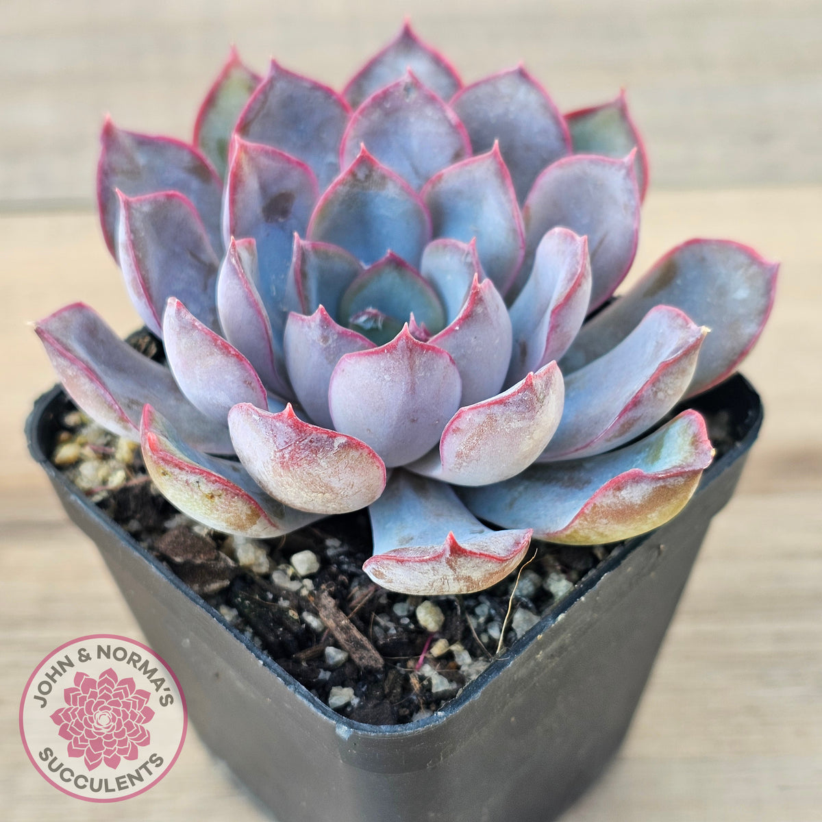 Echeveria 'Dark Ice'