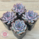 Echeveria 'Dark Ice'
