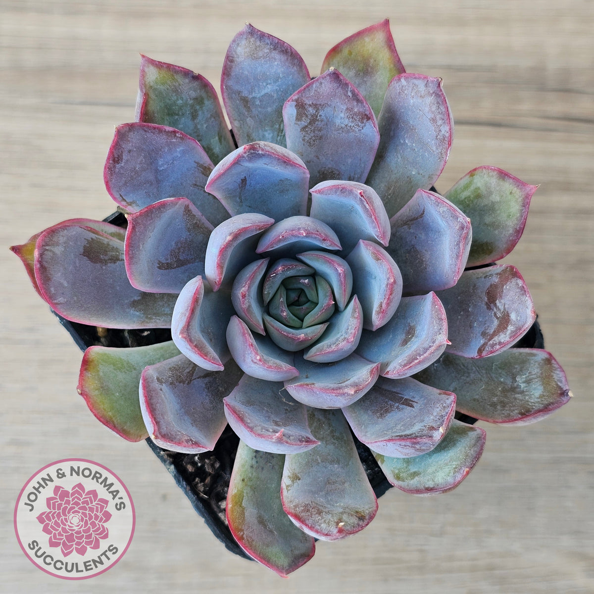 Echeveria 'Dark Ice'