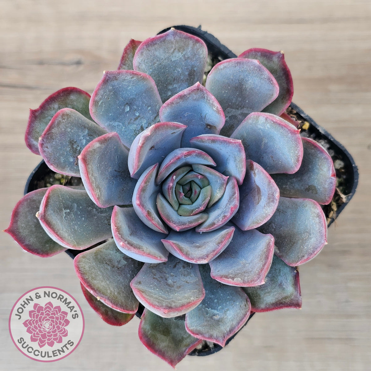Echeveria 'Dark Ice'