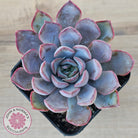Echeveria 'Dark Ice'