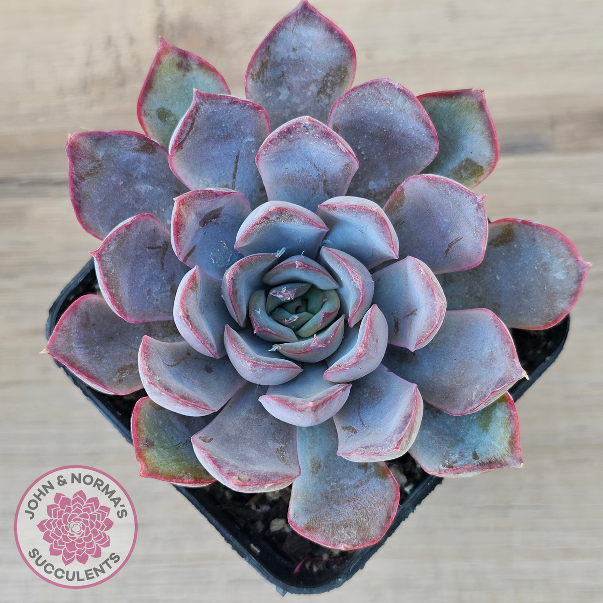 Echeveria 'Dark Ice'