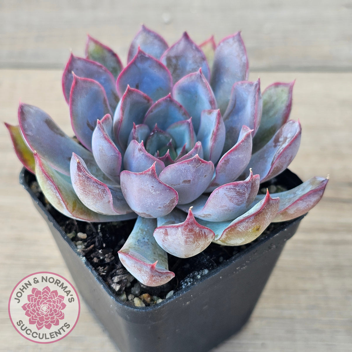 Echeveria 'Dark Ice'