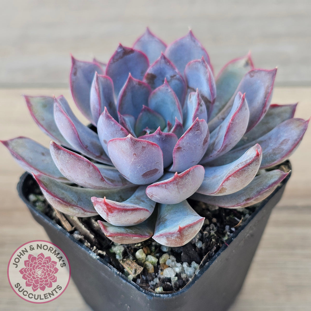 Echeveria 'Dark Ice'