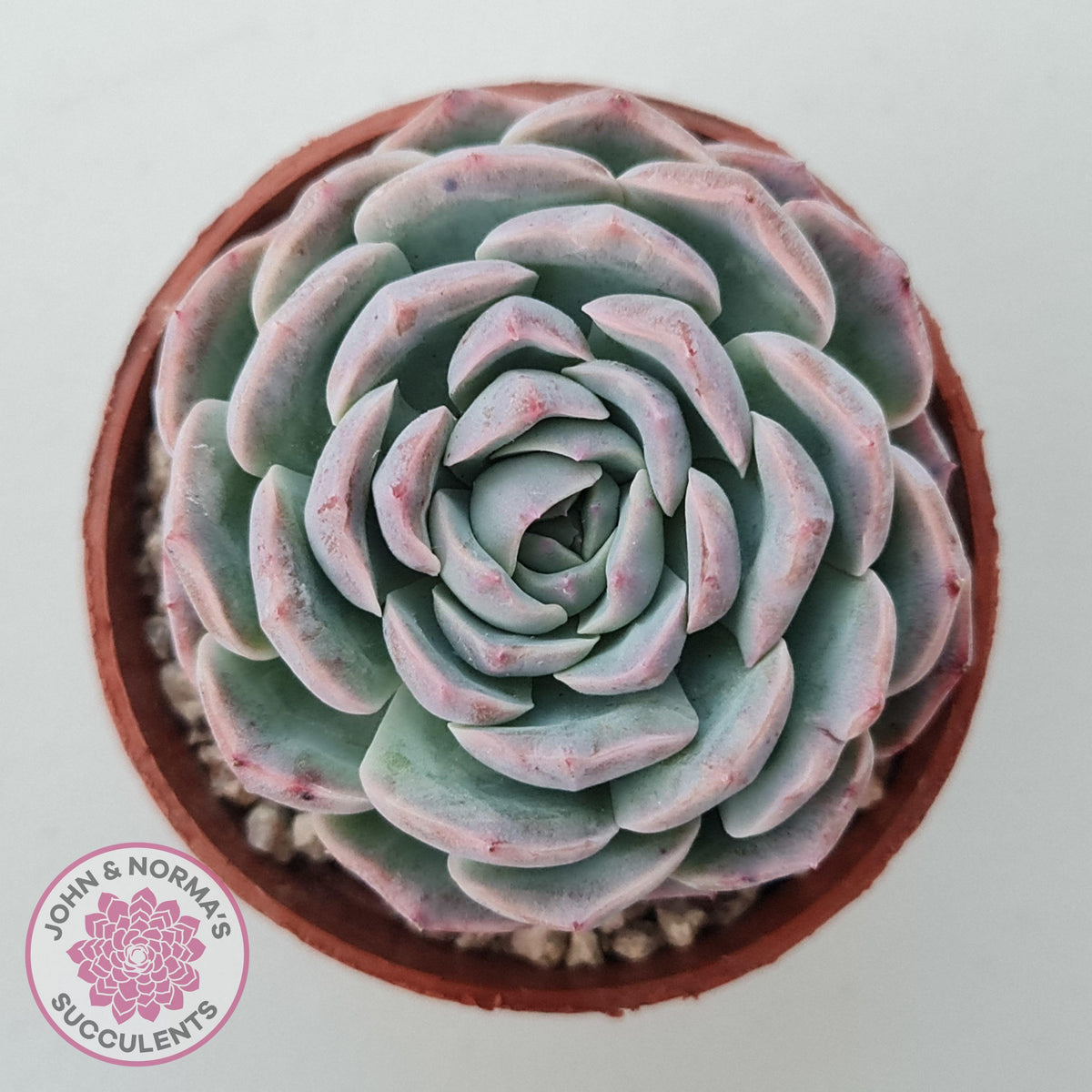 Echeveria 'Dark Night Rose'