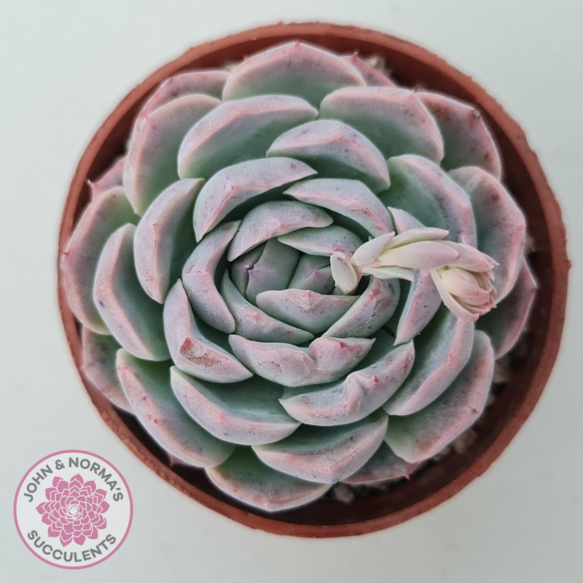 Echeveria 'Dark Night Rose' | John & Norma's Succulents – John & Norma ...