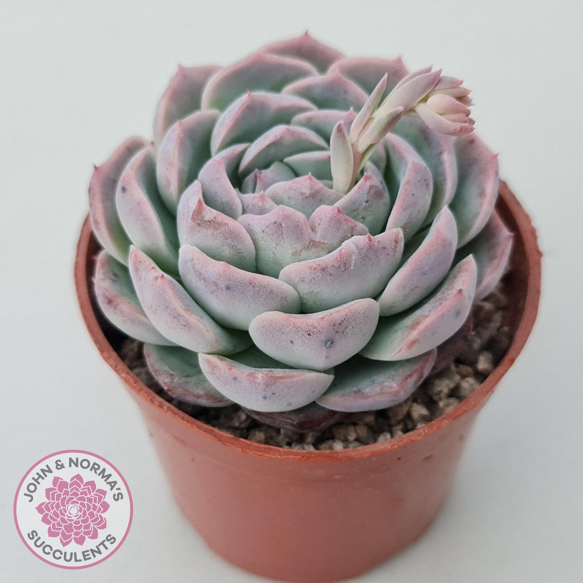 Echeveria 'Dark Night Rose'