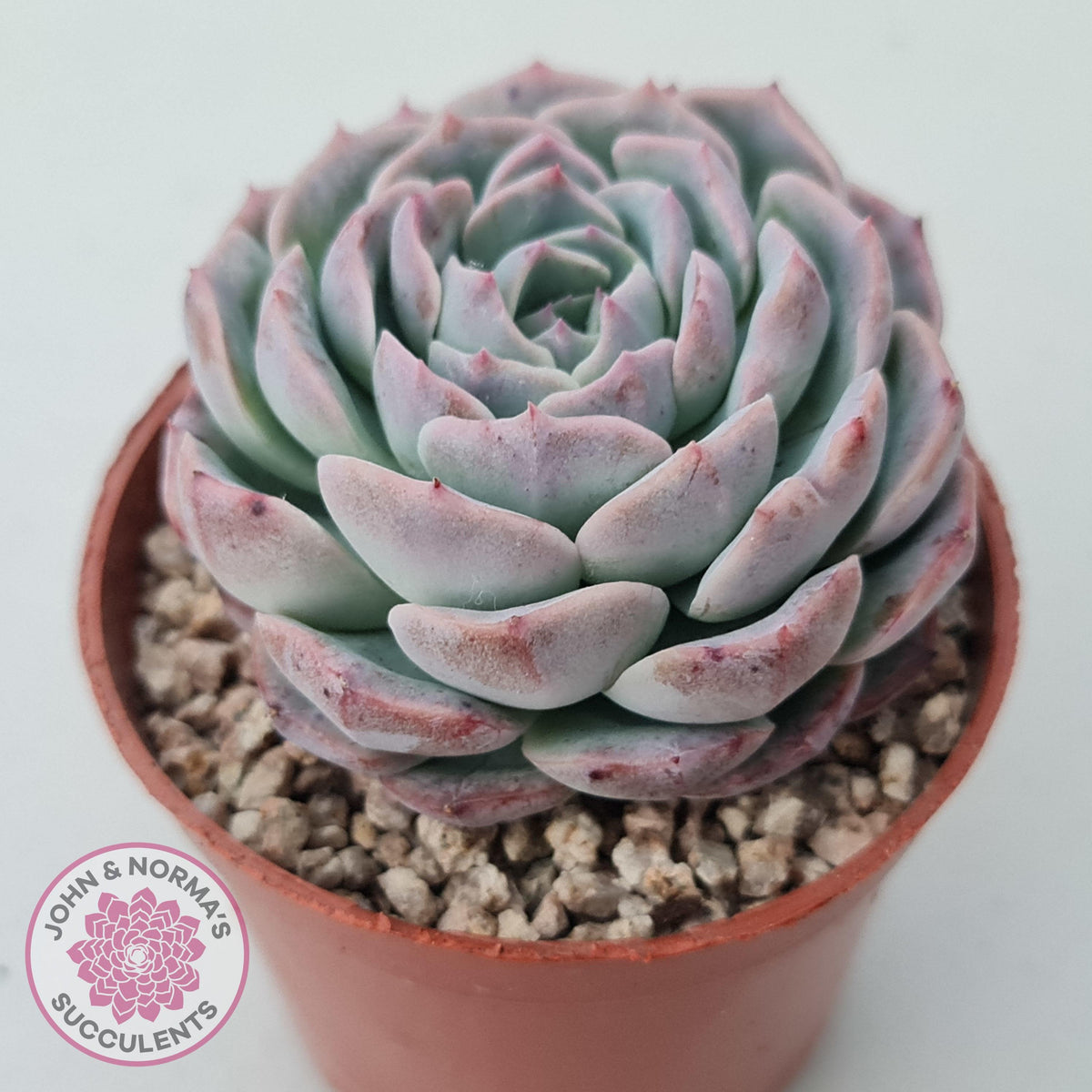 Echeveria 'Dark Night Rose'