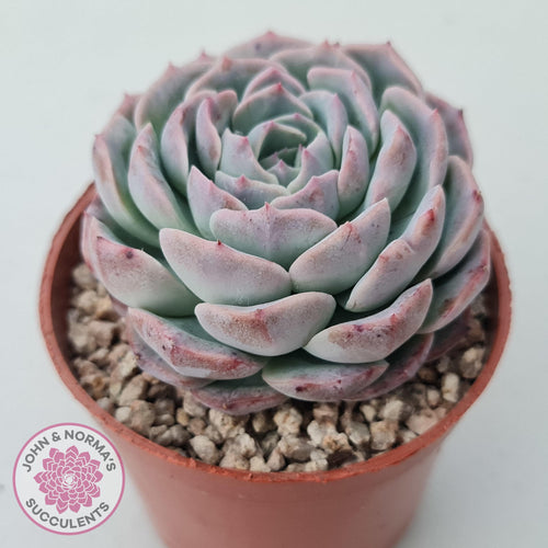 Echeveria 'Dark Night Rose' - John & Norma's Succulents Australia