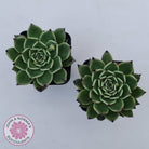 Echeveria 'Dark Night'