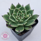 Echeveria 'Dark Night'