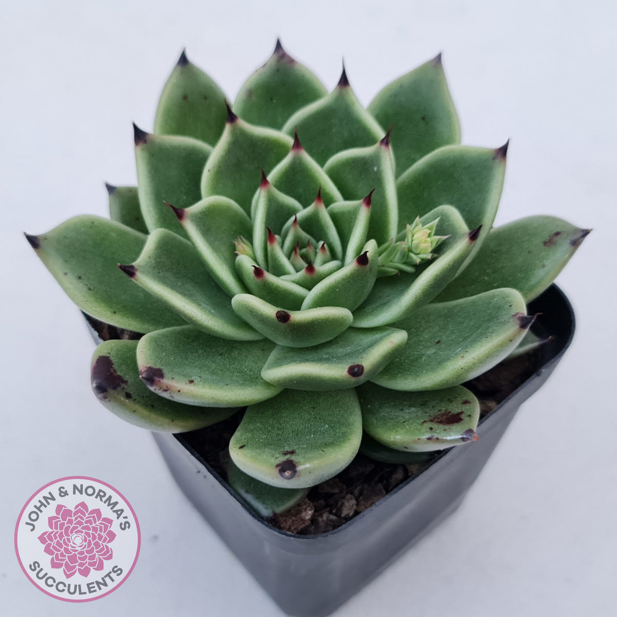 Echeveria 'Dark Night'