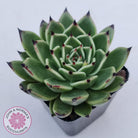 Echeveria 'Dark Night'