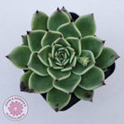 Echeveria 'Dark Night'