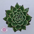 Echeveria 'Dark Night'