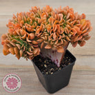Echeveria 'Dark Vader' Crest