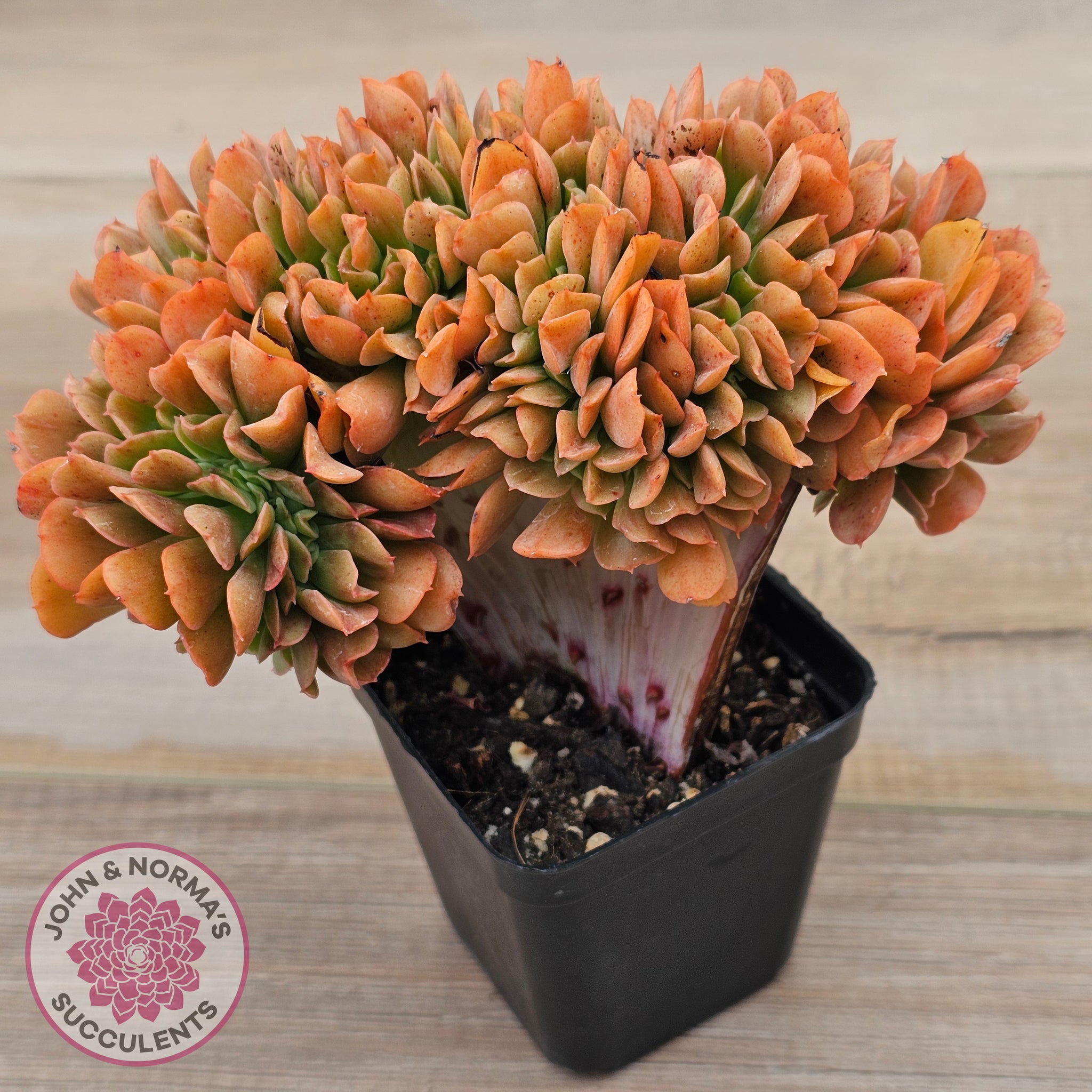 crest succulent Buy Echeveria 'Dark Vader' Crest Australia