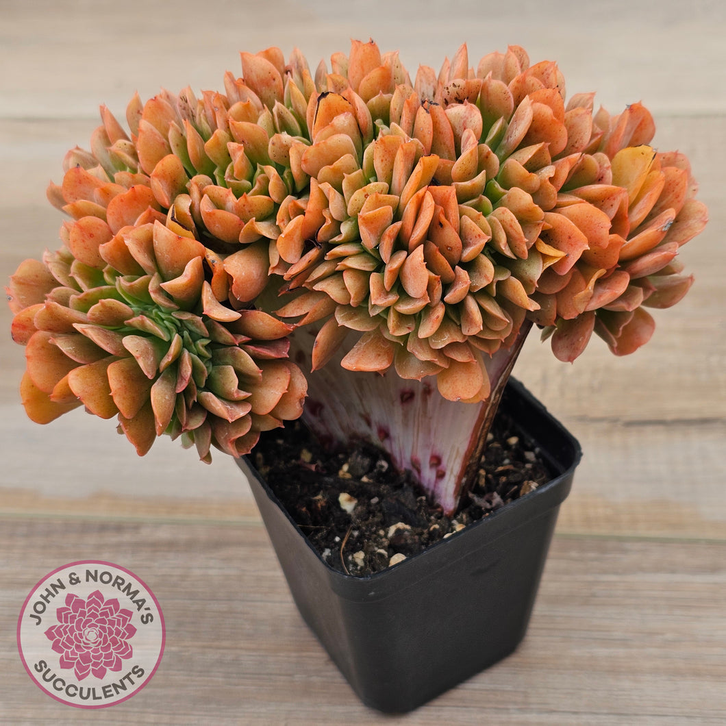 darth vader succulent Buy Echeveria 'Dark Vader' Crest Australia