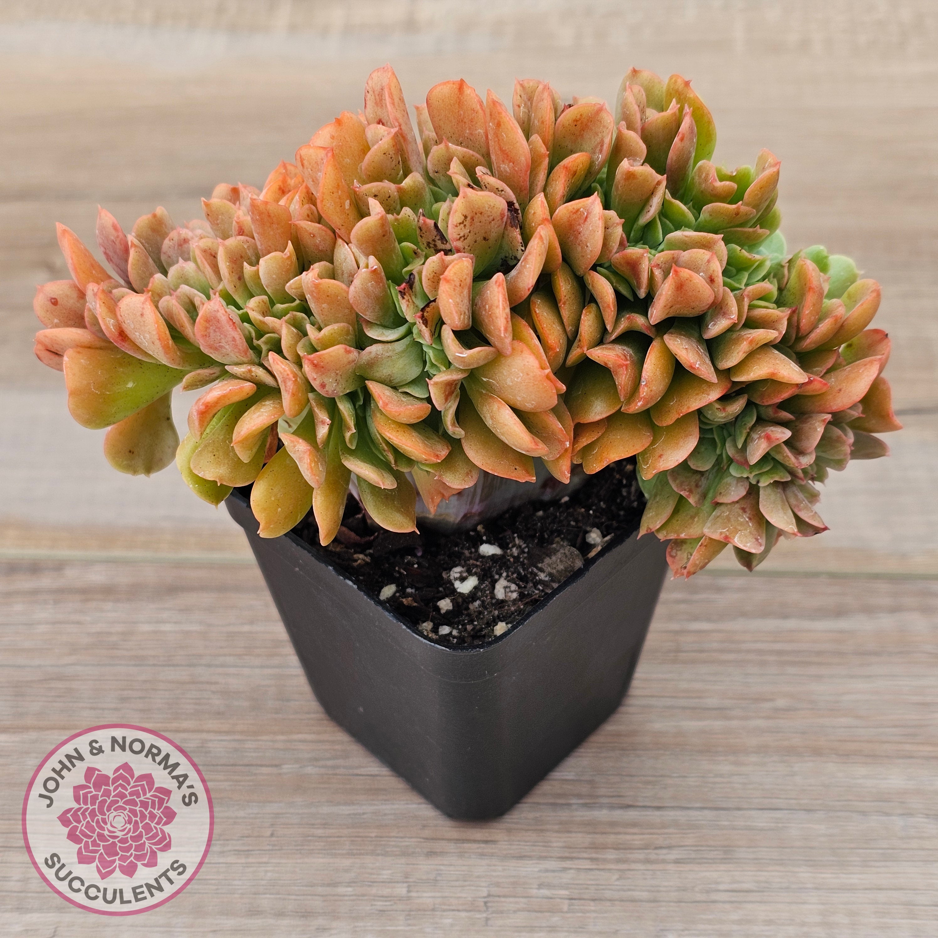 dark brown succulents Buy Echeveria 'Dark Vader' Crest Australia