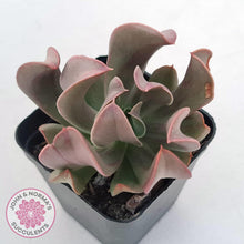 Load image into Gallery viewer, Echeveria &#39;Dark Vader&#39; - John &amp; Norma&#39;s Succulents Australia
