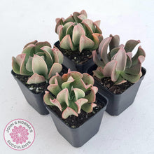 Load image into Gallery viewer, Echeveria &#39;Dark Vader&#39; - John &amp; Norma&#39;s Succulents Australia
