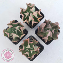 Load image into Gallery viewer, Echeveria &#39;Dark Vader&#39; - John &amp; Norma&#39;s Succulents Australia
