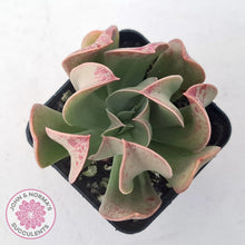 Load image into Gallery viewer, Echeveria &#39;Dark Vader&#39; - John &amp; Norma&#39;s Succulents Australia
