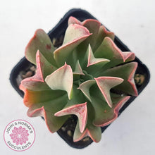 Load image into Gallery viewer, Echeveria &#39;Dark Vader&#39; - John &amp; Norma&#39;s Succulents Australia
