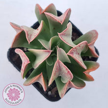 Load image into Gallery viewer, Echeveria &#39;Dark Vader&#39; - John &amp; Norma&#39;s Succulents Australia
