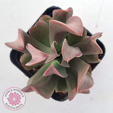 Load image into Gallery viewer, Echeveria &#39;Dark Vader&#39; - John &amp; Norma&#39;s Succulents Australia
