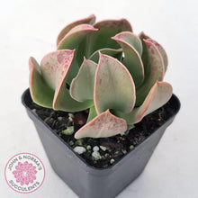 Load image into Gallery viewer, Echeveria &#39;Dark Vader&#39; - John &amp; Norma&#39;s Succulents Australia
