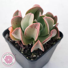 Load image into Gallery viewer, Echeveria &#39;Dark Vader&#39; - John &amp; Norma&#39;s Succulents Australia
