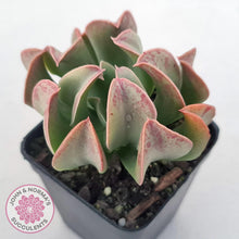 Load image into Gallery viewer, Echeveria &#39;Dark Vader&#39; - John &amp; Norma&#39;s Succulents Australia
