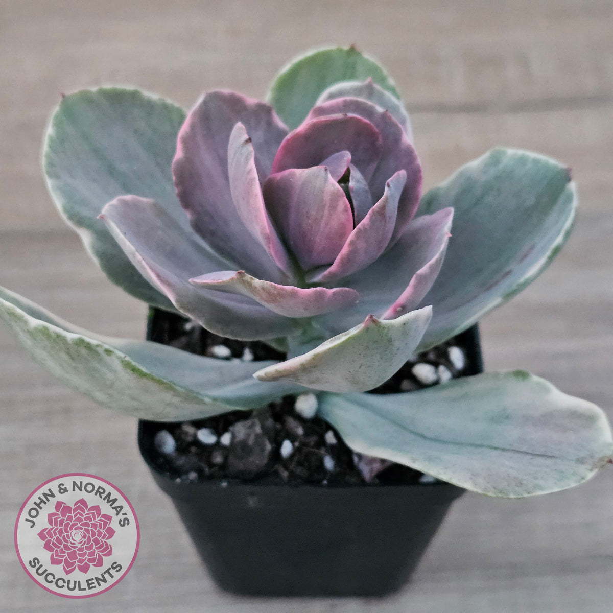Echeveria 'Decora' Variegated