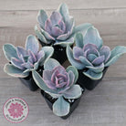 Echeveria 'Decora' Variegated