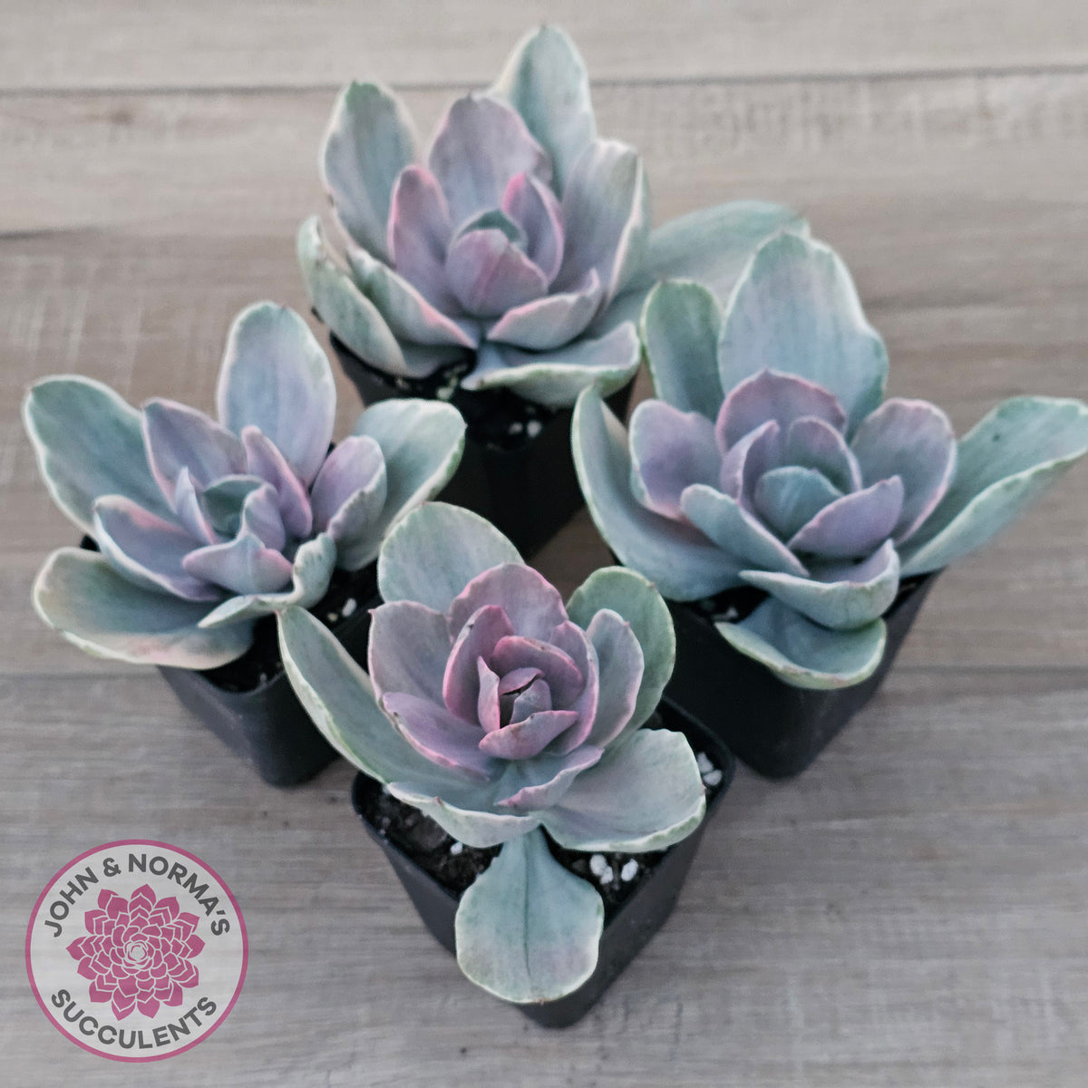 Echeveria 'Decora' Variegated