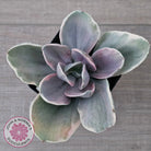 Echeveria 'Decora' Variegated