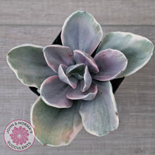 Load image into Gallery viewer, Echeveria &#39;Decora&#39; Variegated
