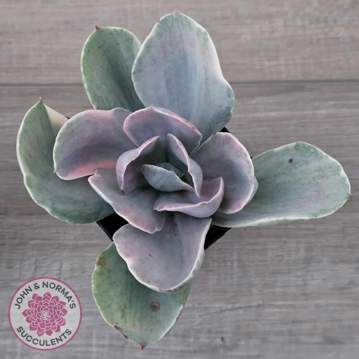 Echeveria 'Decora' Variegated
