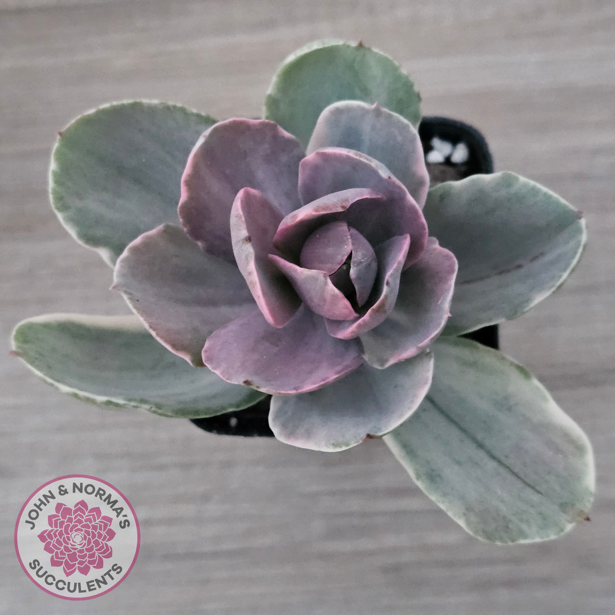 Echeveria 'Decora' Variegated