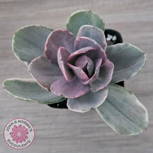 Load image into Gallery viewer, Echeveria &#39;Decora&#39; Variegated
