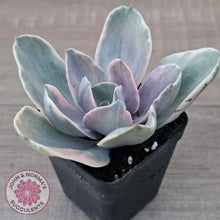 Load image into Gallery viewer, Echeveria &#39;Decora&#39; Variegated
