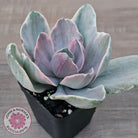 Echeveria 'Decora' Variegated