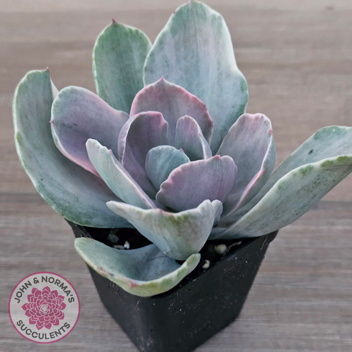 Echeveria 'Decora' Variegated