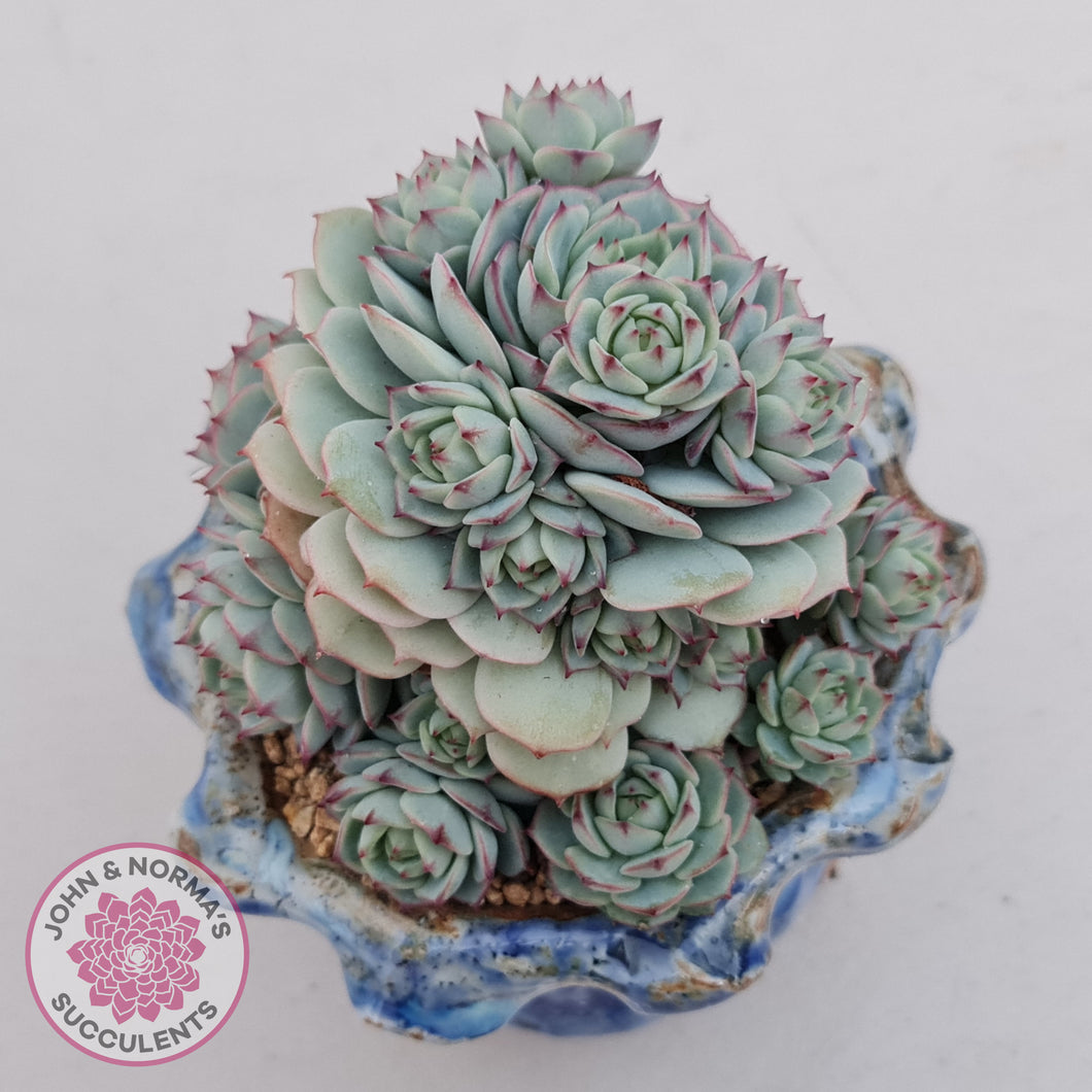 derenbergii succulent Buy Echeveria Derenbergii Australia