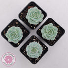 Echeveria Derenbergii