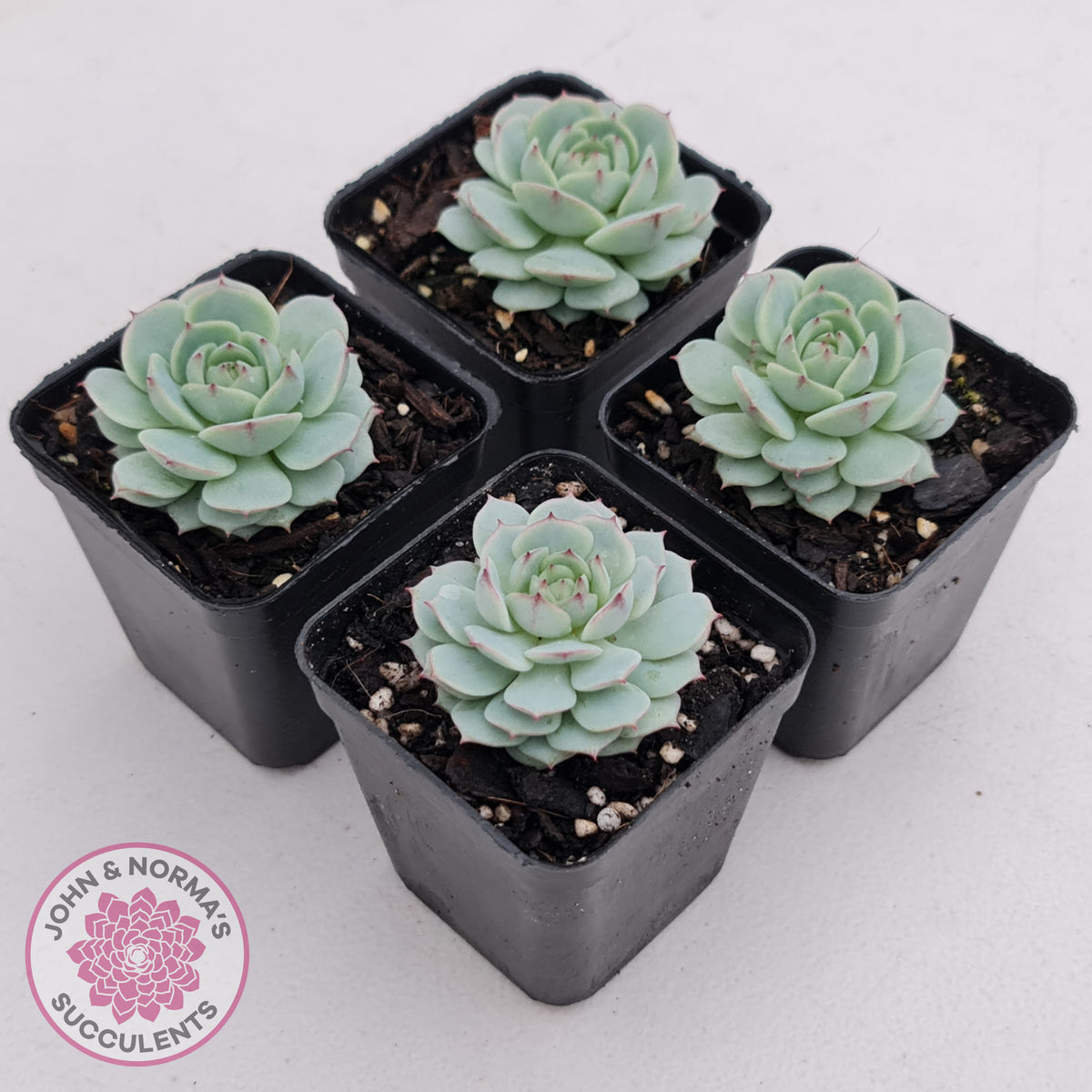 Echeveria Derenbergii