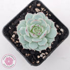 Echeveria Derenbergii